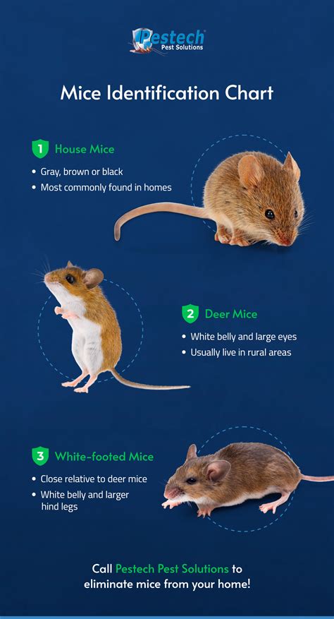 micfe|mice vs mouse.
